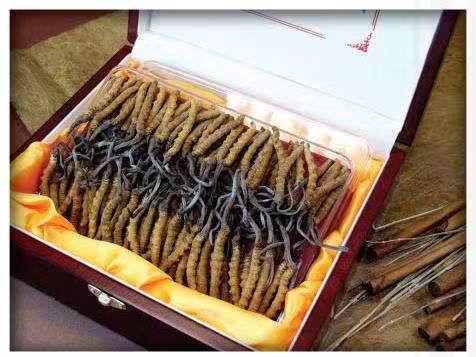 犍为冬虫夏草回收